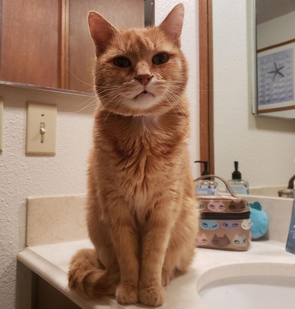 Pumpkinloo
